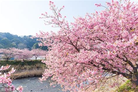 小櫻花樹|櫻花的介紹和種植，種植很簡單，做好這幾點，植株旺。